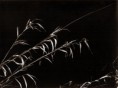 /album/fotografia/a1323457684-jpg/